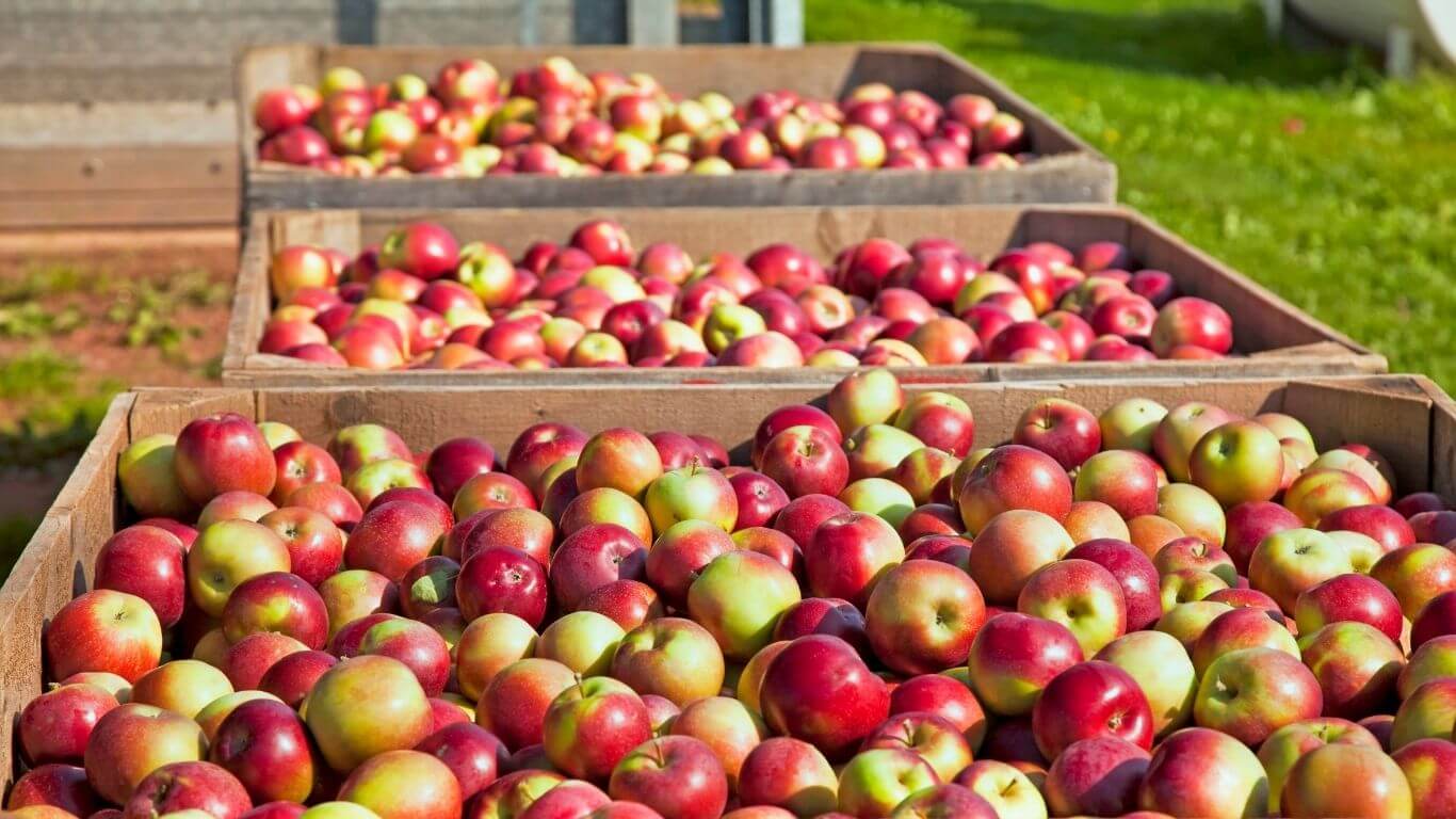 Jabłka – owoc z historią i charakterem 🍎