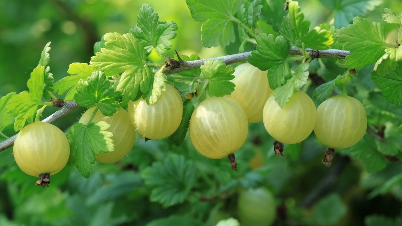 Top 4 rzeczy, których najprawdopodobniej nie wiesz o agreście